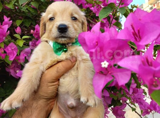 Baby Face Golden Retriever Bebekler görsel