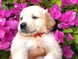 Baby Face Golden Retriever Bebekler
