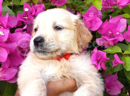 Baby Face Golden Retriever Bebekler görsel