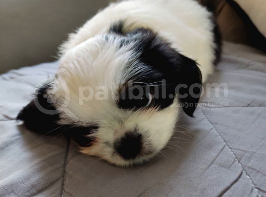 Shih Tzu Şitsu A Kalite Scr Yavrularımız Tüm Türkiyeye Gönderim Bursa görsel