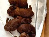 Anne Altından Orjinal Red Brown Toy Poodle Yavrularımız