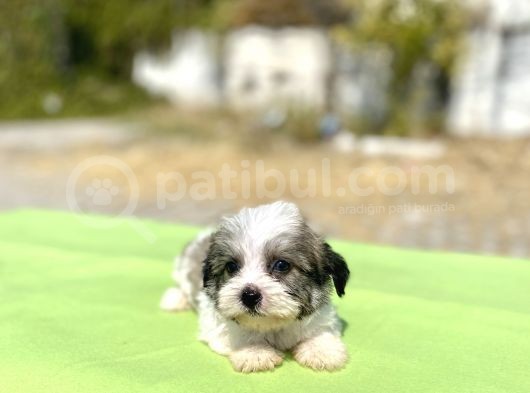 Blue Gen Hattında Morkie Oğlumuz görsel