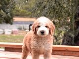 Particolor Labradoodle Yavrular