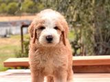 Particolor Labradoodle Yavrular