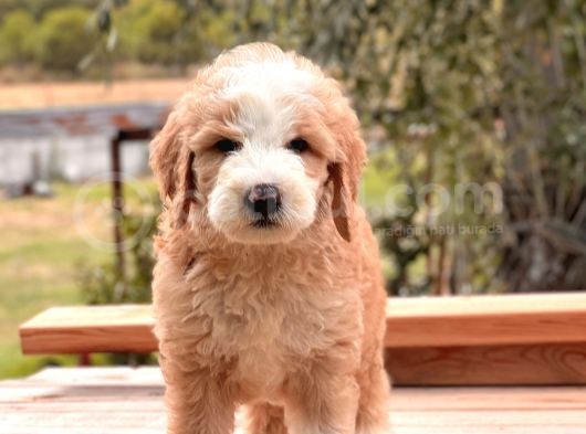 Particolor Labradoodle Yavrular