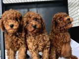 Red Brown Toy Poodle yavrular