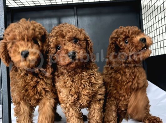 Red Brown Toy Poodle Yavrular