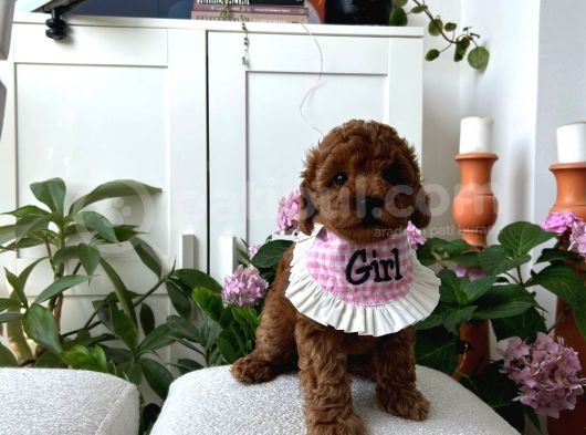 Ömür Boyu Irk Garantili Poodle Yavrular görsel