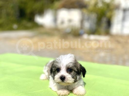 Blue Gen Hattında Morkie Oğlumuz görsel