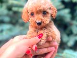 RED TEACUP MALTİPO