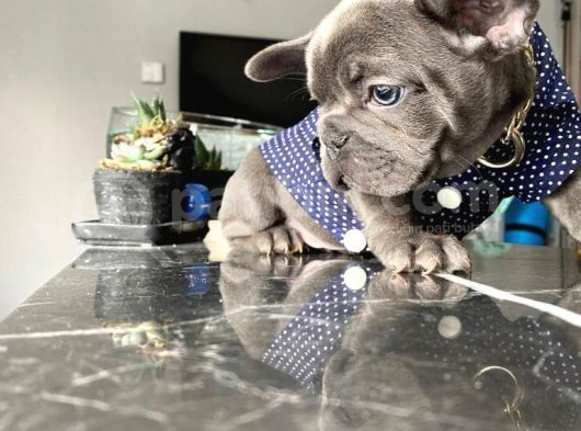 Blue Sevdiğimiz Doğrudur görsel