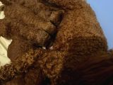 Anne Altından Orjinal Red Brown Toy Poodle Yavrularımız