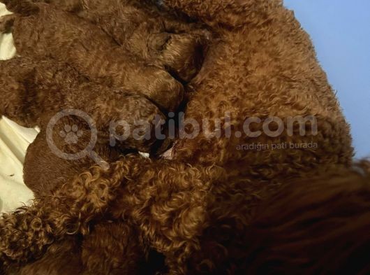 Anne Altından Orjinal Red Brown Toy Poodle Yavrularımız görsel