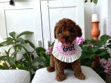 Ömür boyu ırk garantili poodle yavrular