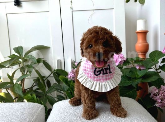 Ömür Boyu Irk Garantili Poodle Yavrular