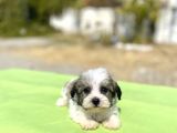 Blue Gen Hattında Morkie Oğlumuz