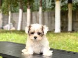 Mini Boy Morkie Yavrular
