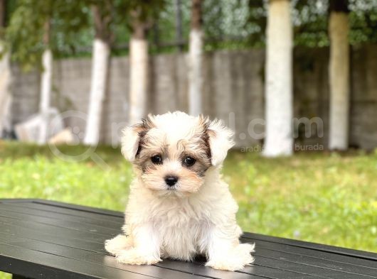Mini Boy Morkie Yavrular görsel
