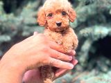 Red Teacup Malti̇po