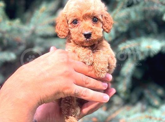 Red Teacup Malti̇po görsel