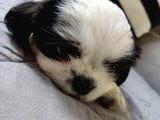 Shih Tzu Şitsu A Kalite SCR yavrularımız Tüm Türkiyeye Gönderim Bursa