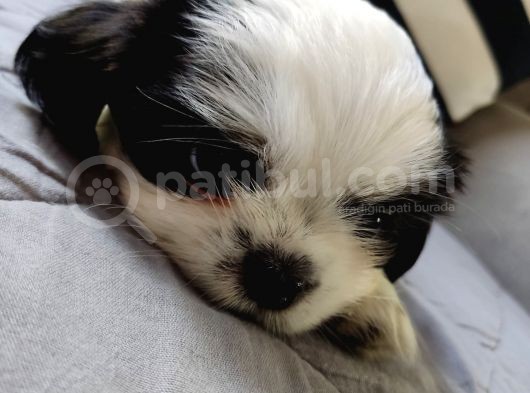 Shih Tzu Şitsu A Kalite Scr Yavrularımız Tüm Türkiyeye Gönderim Bursa
