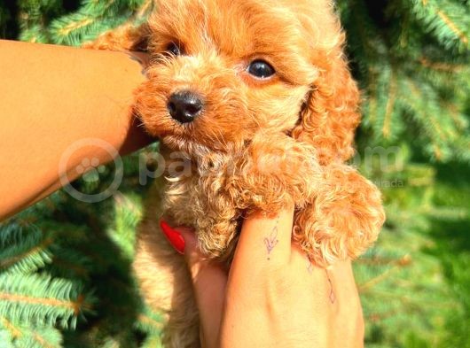 Teacup Mi̇ni̇ Boy Di̇şi̇ Malti̇po görsel