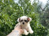 Mini Boy Morkie Yavrular