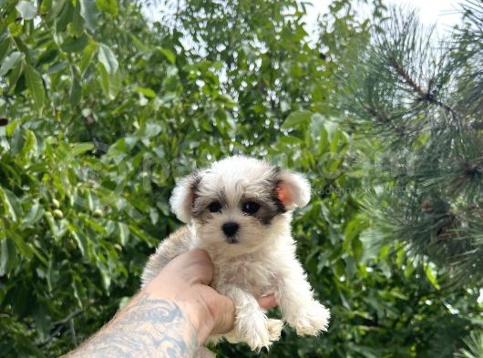 Mini Boy Morkie Yavrular görsel