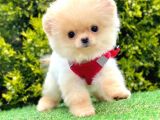 Safkan Pomeranian Boo Yavrularımız