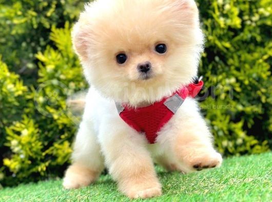 Safkan Pomeranian Boo Yavrularımız