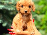 Mi̇ni̇ Boy Teacup Erkek Malti̇po