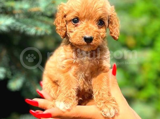 Mi̇ni̇ Boy Teacup Erkek Malti̇po görsel