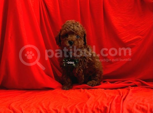 RED BROWN AŞILI TOY POODLE YAVRULARIMIZ