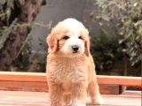 Particolor Labradoodle Yavrular