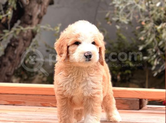 Particolor Labradoodle Yavrular görsel