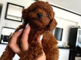Anne Altından Orjinal Red Brown Toy Poodle Yavrularımız