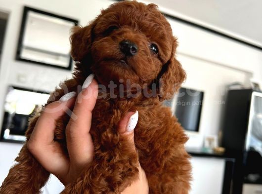 Anne Altından Orjinal Red Brown Toy Poodle Yavrularımız görsel