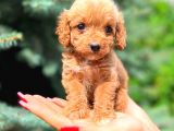 MİNİ BOY TEACUP ERKEK MALTİPO