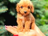 Mi̇ni̇ Boy Teacup Erkek Malti̇po