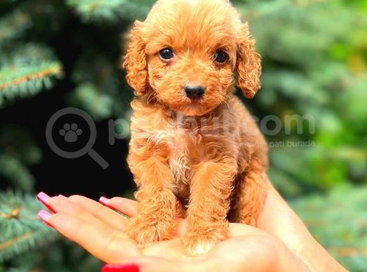 Mi̇ni̇ Boy Teacup Erkek Malti̇po görsel