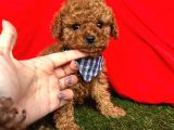 SAFKAN A KALİTE TOY POODLE BEBEKLER