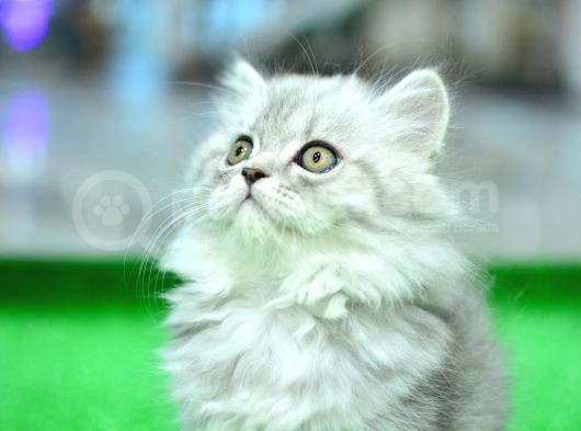Orjinal Soy Belgeli Ns25 British Longhair görsel