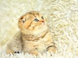 Altın Kadar Güzel Golden Scottish Fold Shorthair