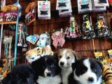 Dunyani̇n En Zeki̇ Irki Border Collie