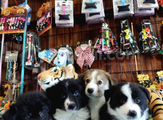 Dunyani̇n En Zeki̇ Irki Border Collie görsel