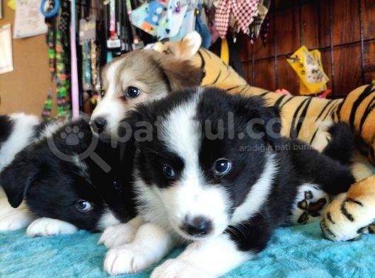 Dunyani̇n En Zeki̇ Irki Border Collie görsel