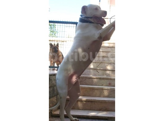 Üst Kalite Dogo Yavrular görsel