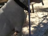 Üst Kalite Dogo Yavrular