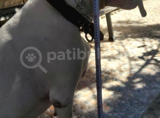 Üst Kalite Dogo Yavrular görsel